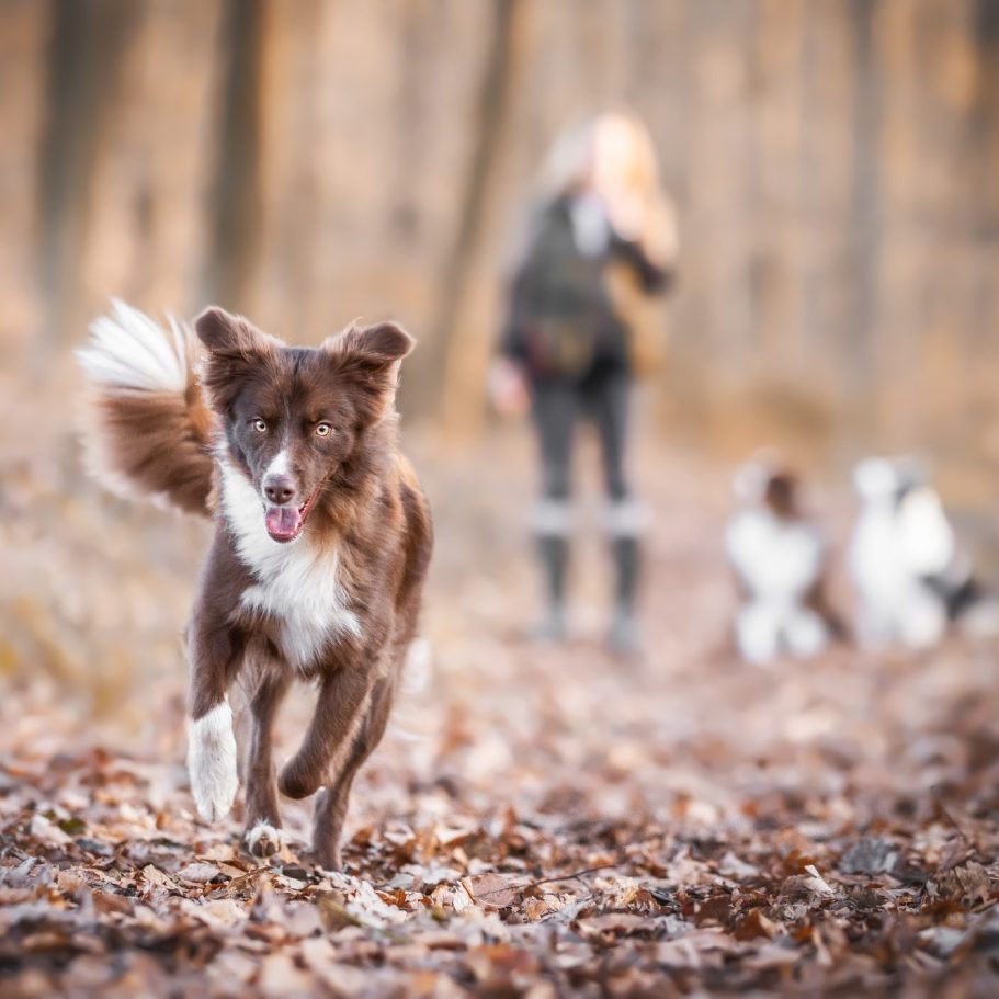 Australian Shepherd red bi laufend